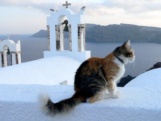 Hasta los gatos disfrutan de las vistas en Santorini
